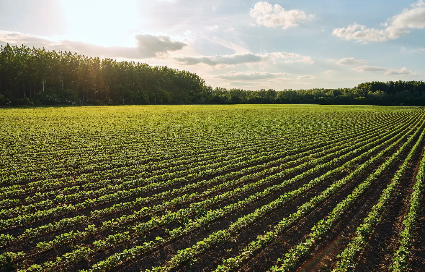 Campo agrícola cultivado crédito rural para produtores