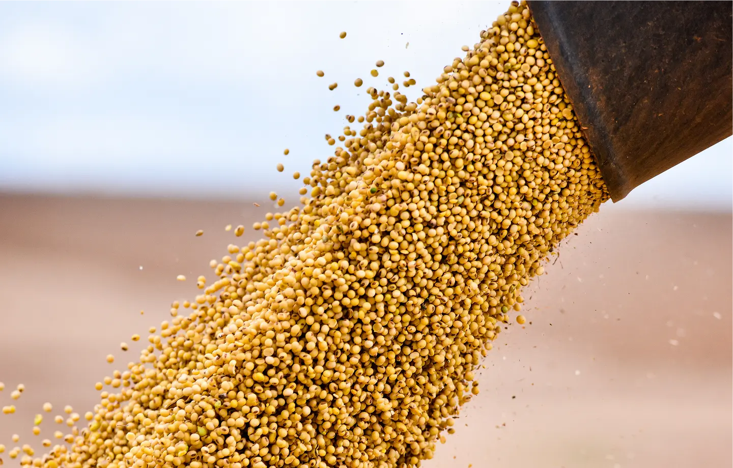 Processamento de grãos insumos agrícolas