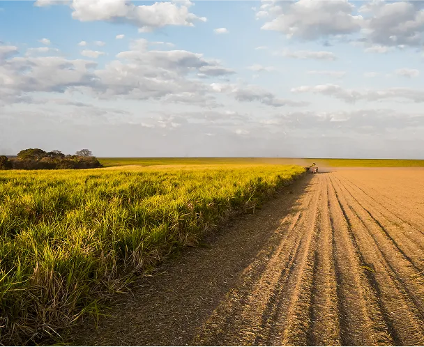 Solo agro